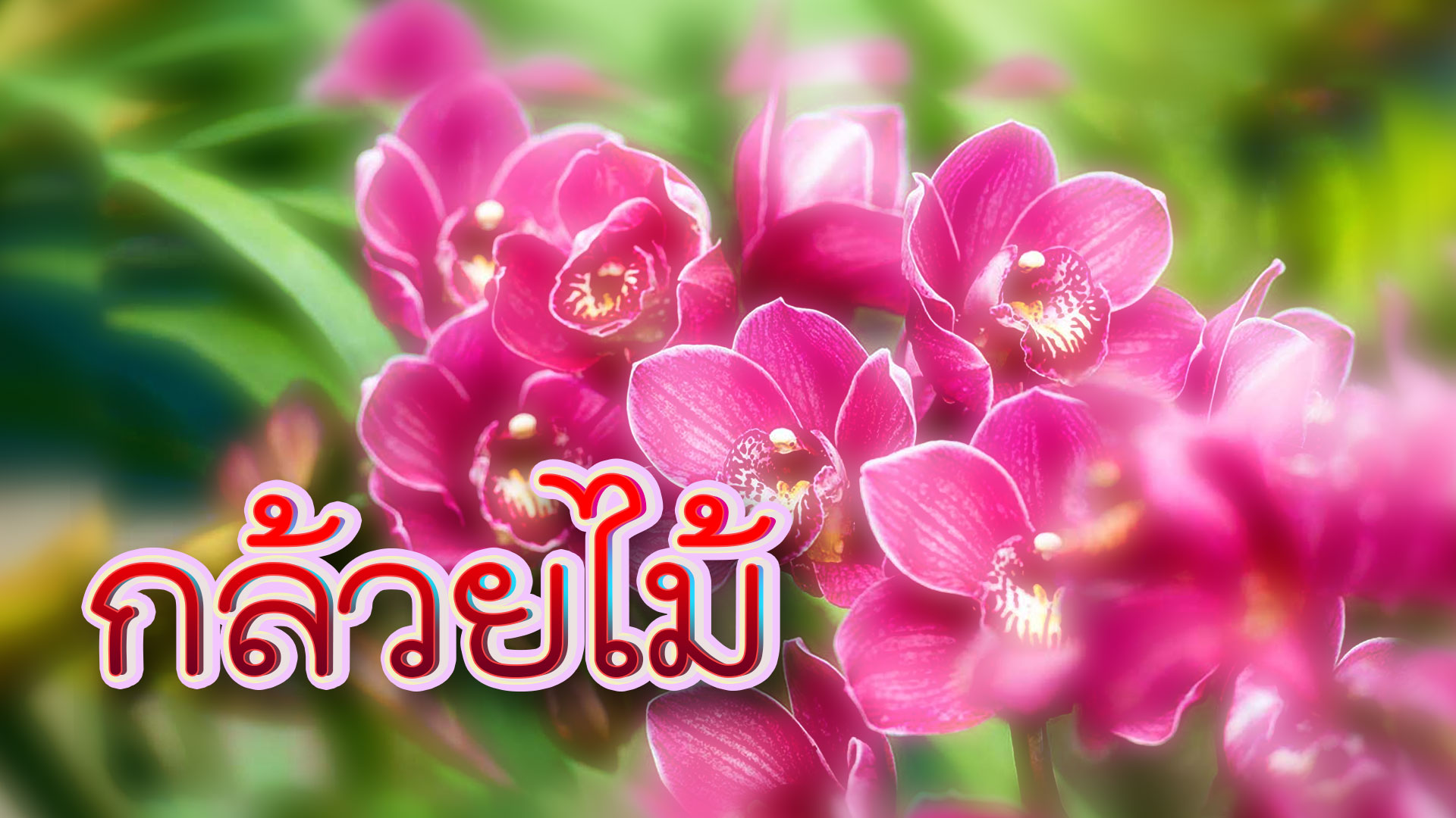 กล้วยไม้
