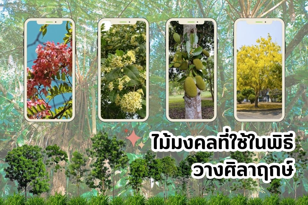ไม้มงคลที่ใช้ในพิธีว