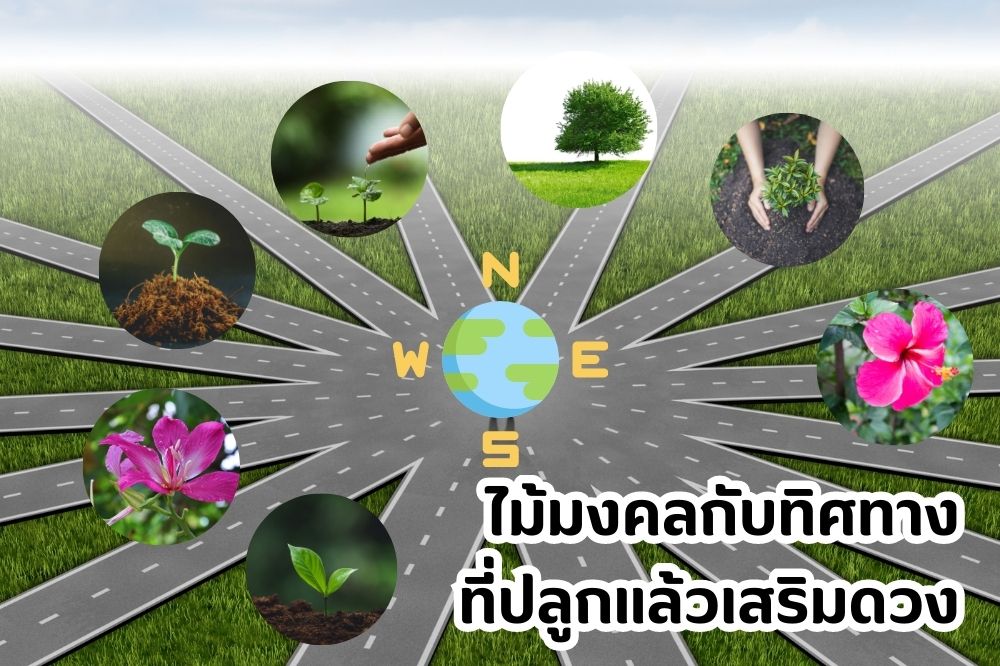 ทิศมงคล ปลูกไม้เสริมดวง
