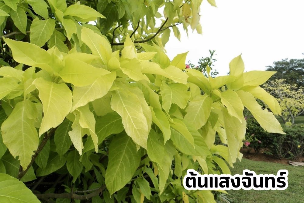ต้นแสงจันทร์