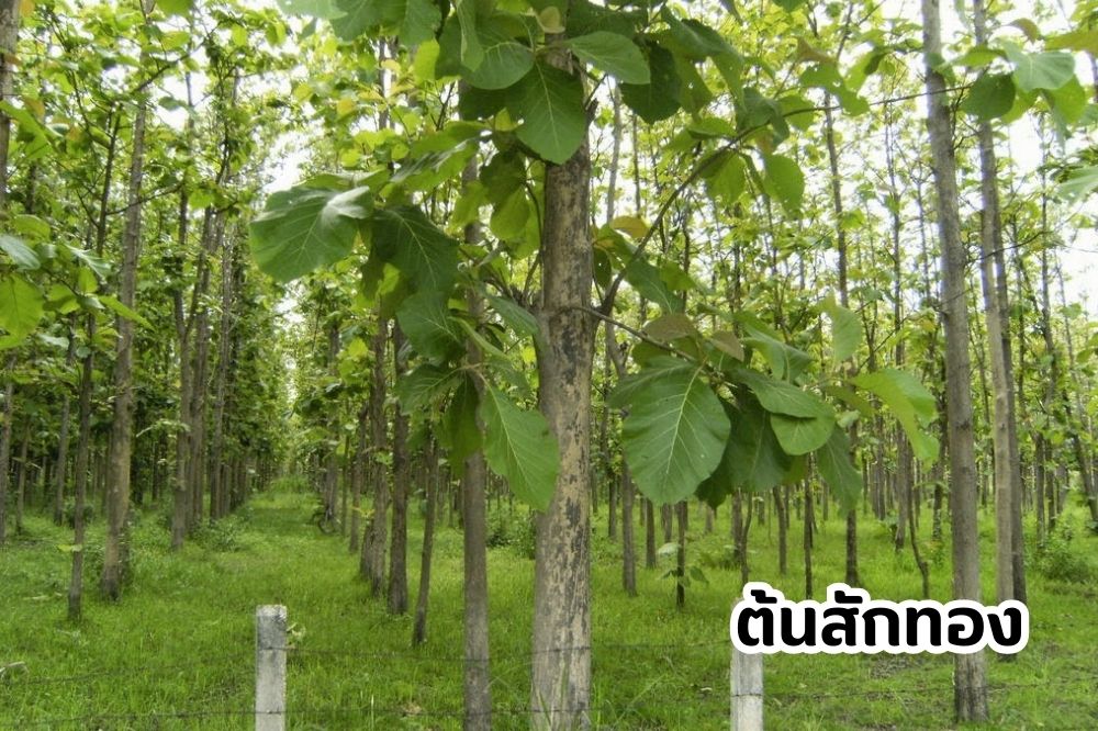 ต้นสักทอง