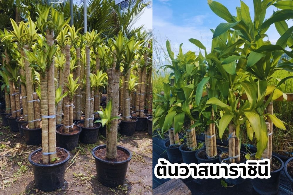 ต้นวาสนาราชินี วาสนาอธิษฐาน หากปลูกไว้ในบ้านแล้วดูแลอย่างดี จะช่วยเพิ่มบุญบารมี เพิ่มโชคทรัพย์สินของผู้เป็นเจ้าของ