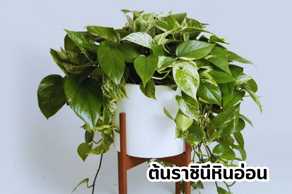 ราชินีหินอ่อน