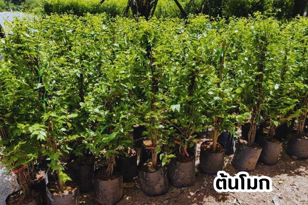 ต้นโมก