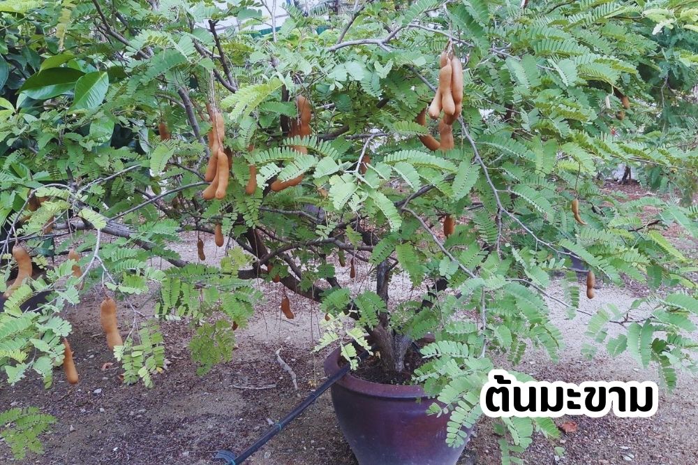 ต้นมะขาม