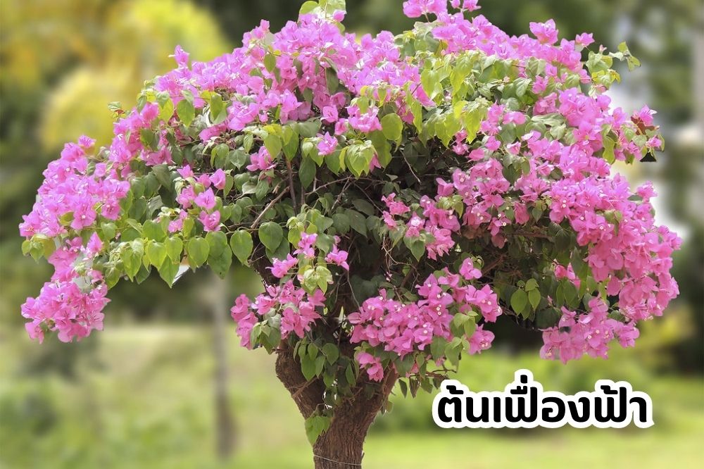 ต้นเฟื่องฟ้า