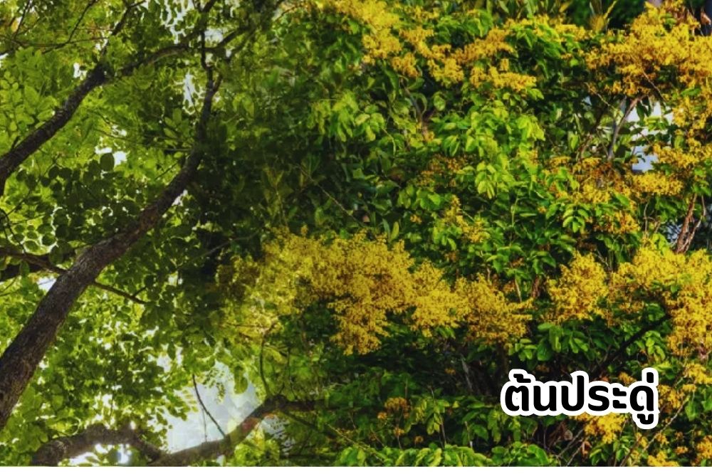 ต้นประดู่