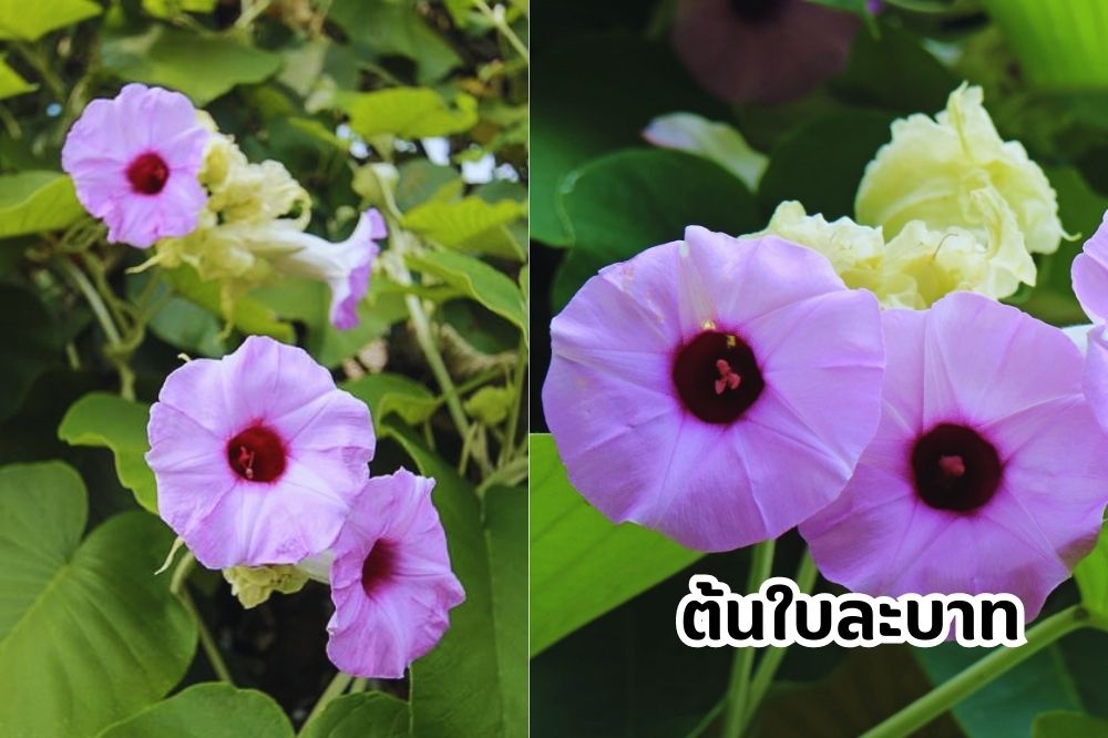 ใบละบาท