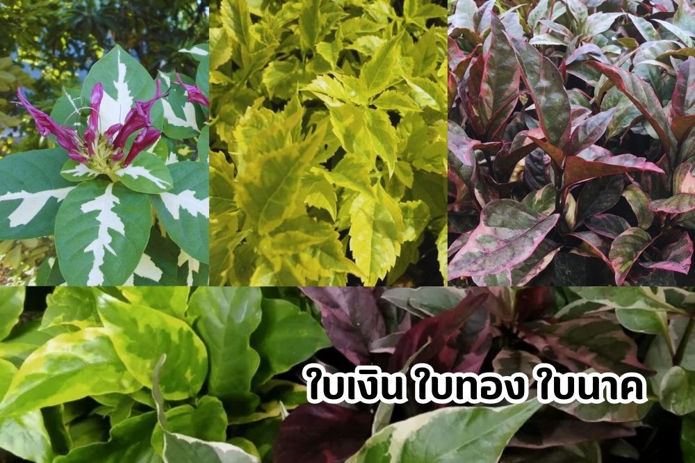 ใบเงิน ใบทอง ใบนาค