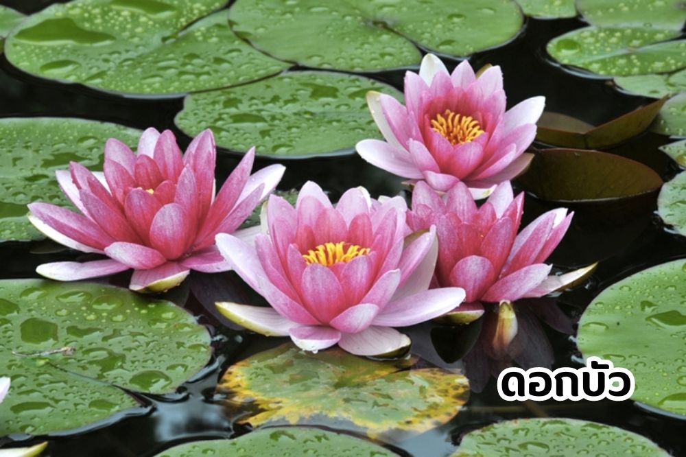 ต้นบัว