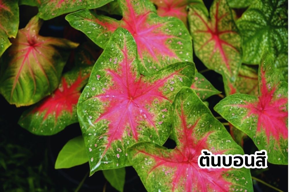 ต้นบอนสี
