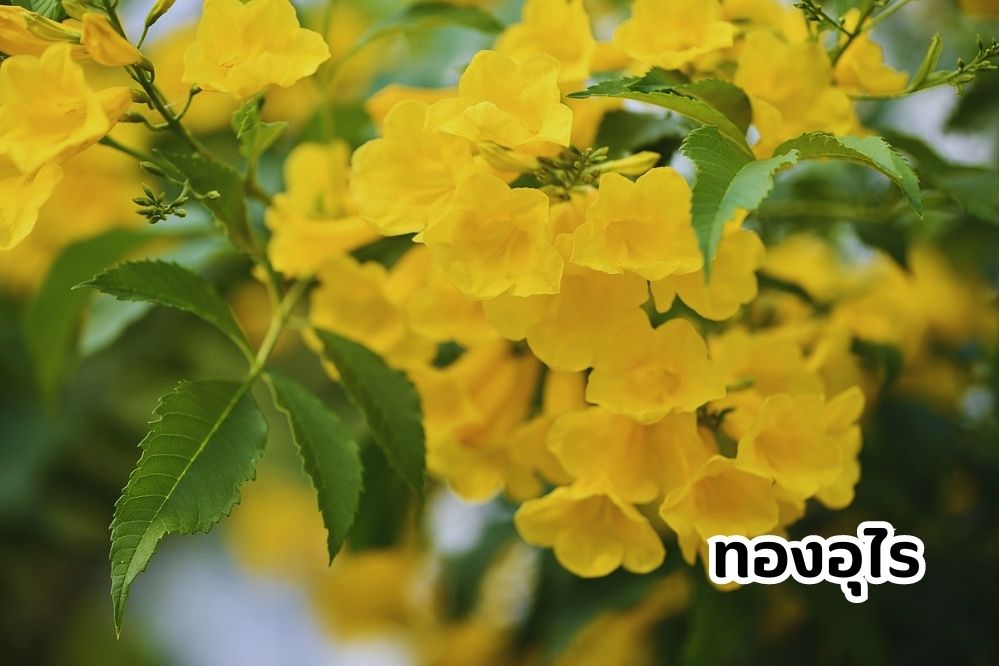 ต้นทองอุไร