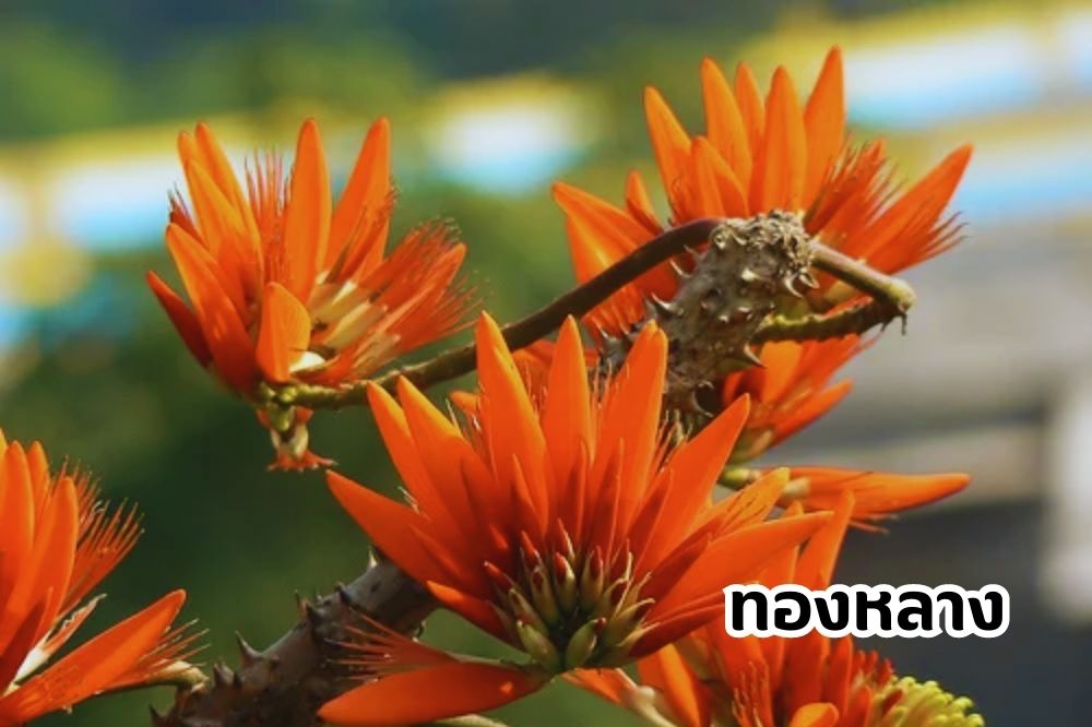 ต้นทองหลาง