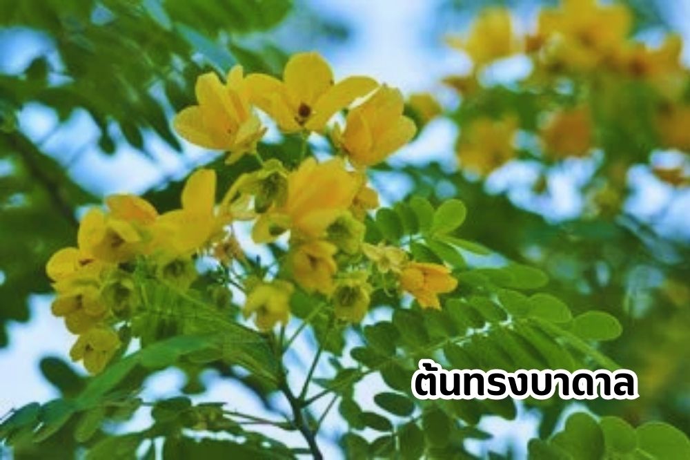 ต้นทรงบาดาล