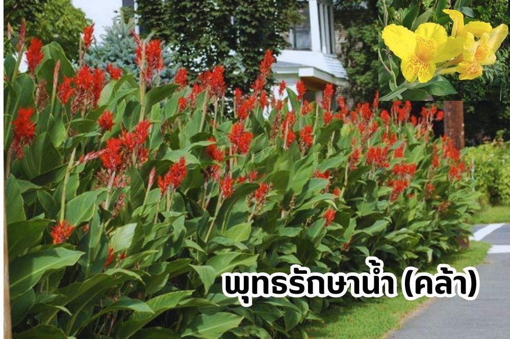 คล้า (พุทธรักษาน้ำ)