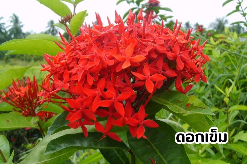 ดอกเข็ม 