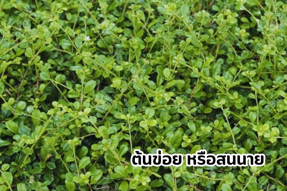 ข่อย หรือ สนาย