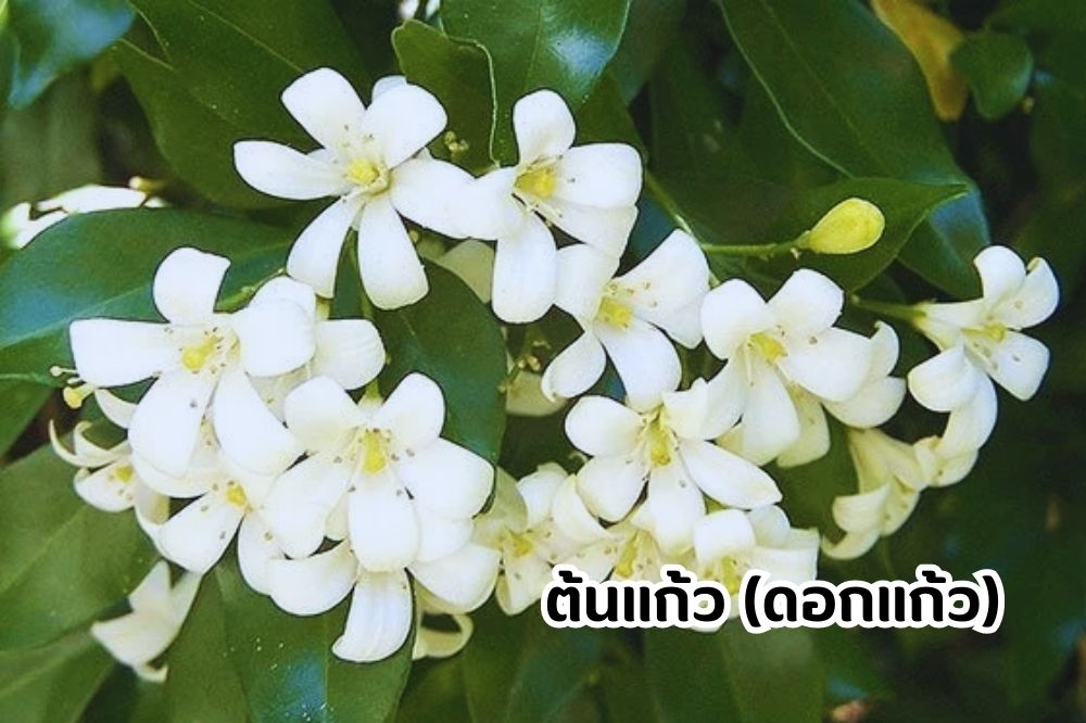 ต้นแก้ว