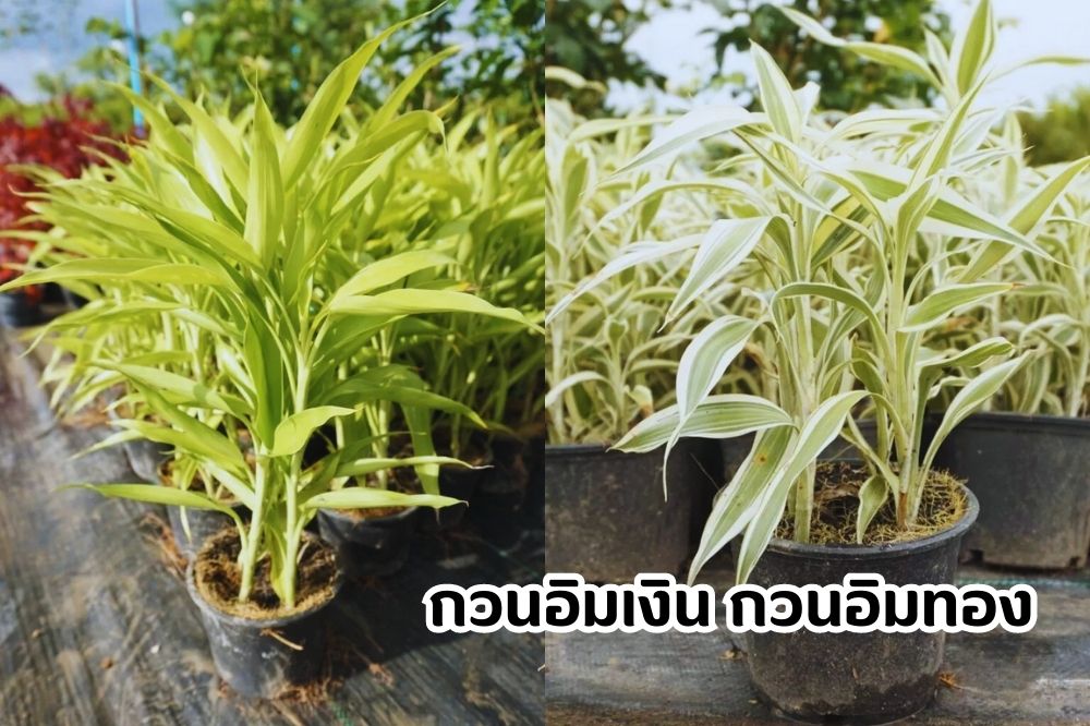 กวนอิมเงิน - กวนอิมท