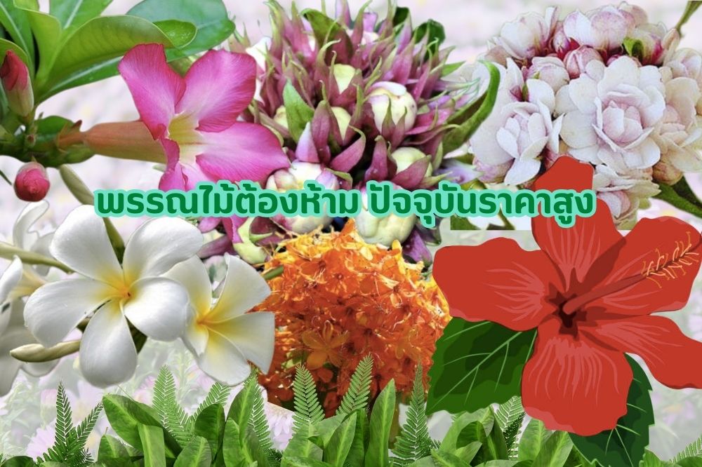 พรรณไม้ต้องห้าม ทิ้งอดีตสู่พรรณไม้ที่สูงค่า