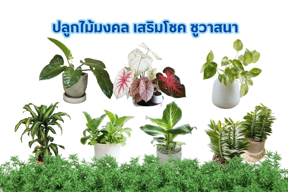 ไม้มงคล ความเชื่อ เส