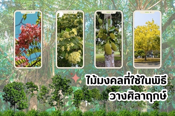 ไม้มงคลที่ใช้ในพิธีวางศิลาฤกษ์