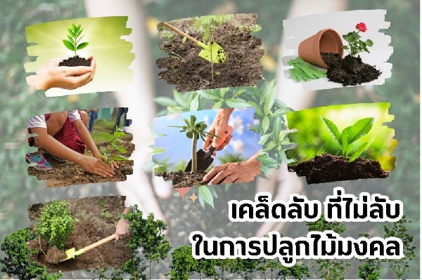 เคล็ดลับง่ายๆ ในการปลูกไม้มงคลให้ขึ้นงาม