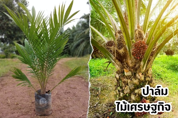ปาล์ม ไม้เศรษฐกิจ