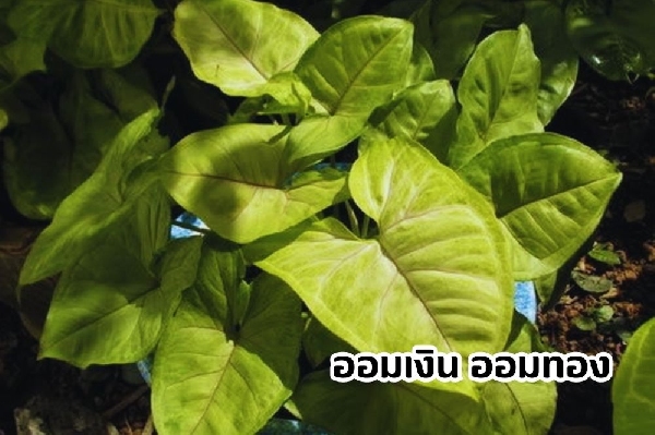 ต้นออมเงินออมทอง