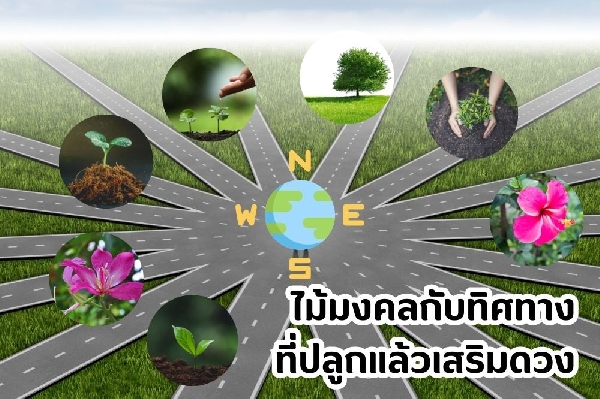 ทิศมงคล ปลูกไม้เสริมดวง