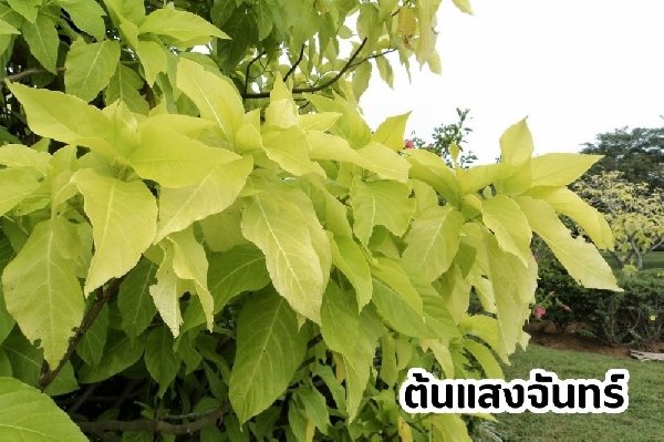 ต้นแสงจันทร์