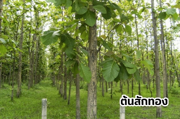 ต้นสักทอง