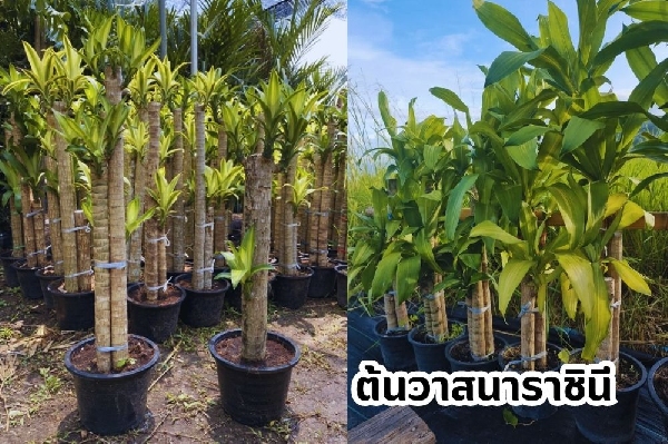 ต้นวาสนาราชินี วาสนาอธิษฐาน