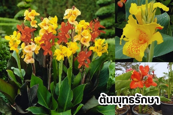 ต้นพุทธรักษา