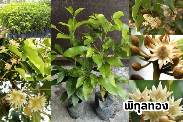 ต้นพิกุลทอง