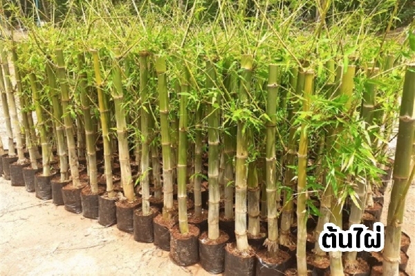 ต้นไผ่