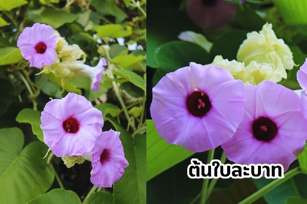 ใบละบาท