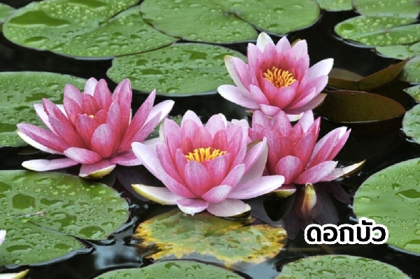 ต้นบัว