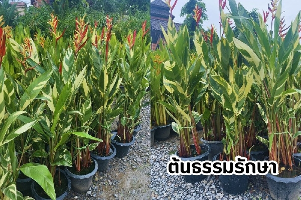 ต้นธรรมรักษา
