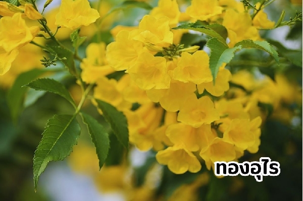 ต้นทองอุไร