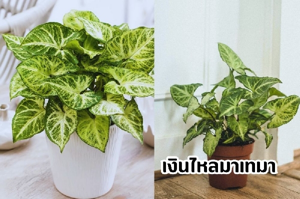 ต้นเงินไหลมาเทมา