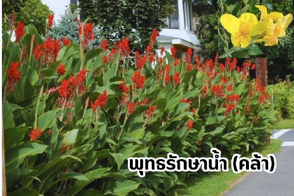 คล้า (พุทธรักษาน้ำ)