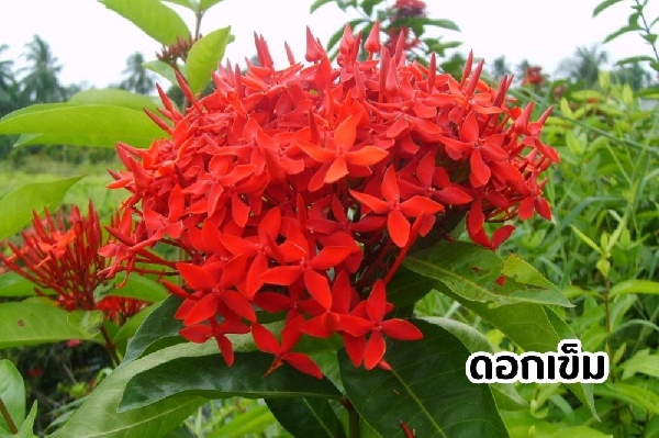 ดอกเข็ม 