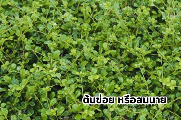 ข่อย หรือ สนนาย