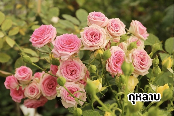 กุหลาบ