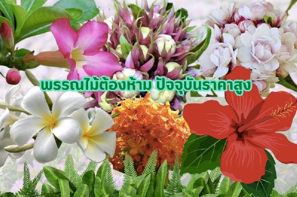 พรรณไม้ต้องห้าม ทิ้งอดีตสู่พรรณไม้ที่สูงค่า