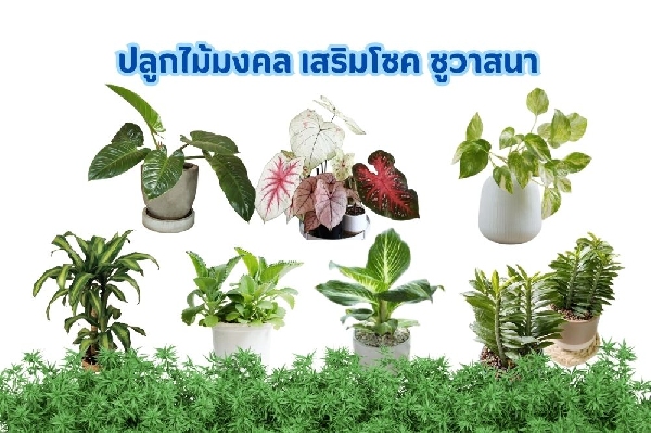 ไม้มงคล ความเชื่อ เสริมโชค ชูวาสนา